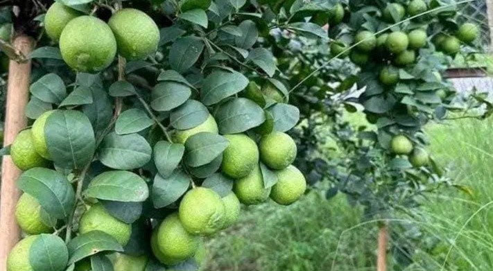 कागतीले उचित बजार नपाउँदा मारमा किसान